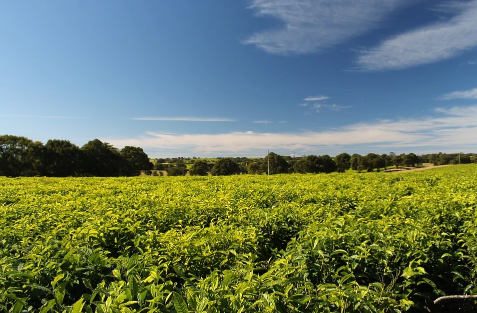 New Study Details Carbon Capture Potential of Agroforestry and Trees on Farms