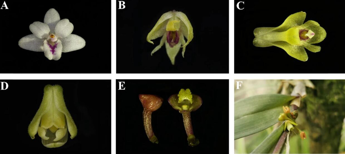 Study Dissects Complete Plastid Genome and Phylogeny of <EM>Polystachya</EM> Species from Kenya