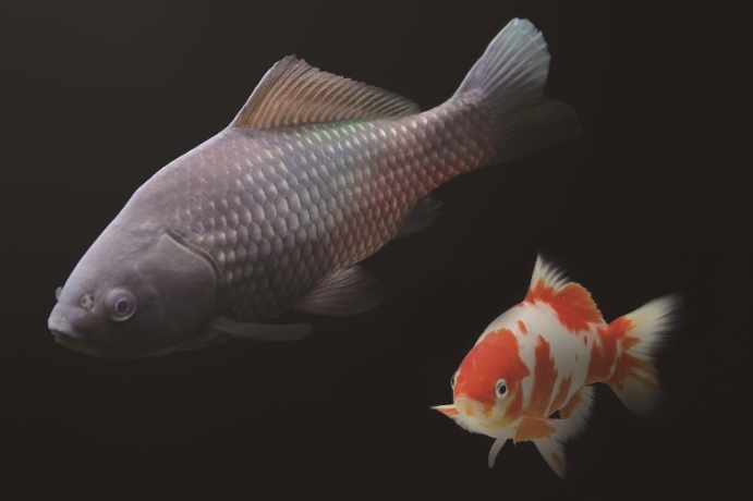 Study Provides Novel Evolutionary Insights into Unisexual Reproductive Success