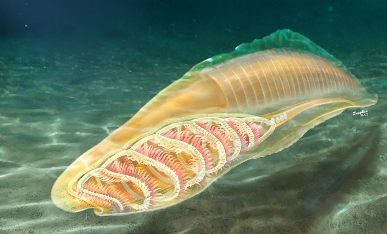 Study Reveals Yunnanozoans as the Oldest Known Stem  Vertebrates