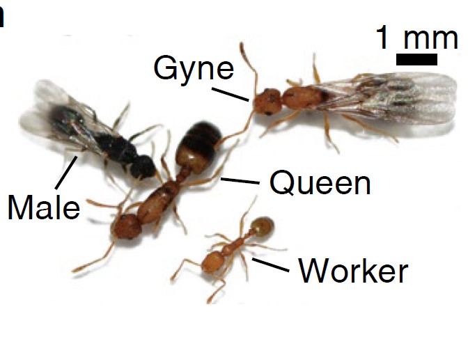 Single-cell Transcriptomic Atlas Decrypts Ant Empire: Social Division of Labor Depends on Brain Specialization