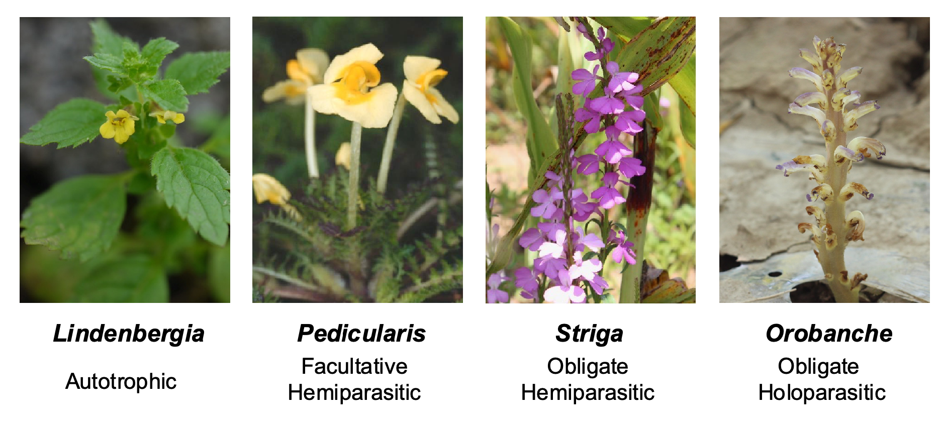 Researchers Reveal How Parasitic Plants Evolve