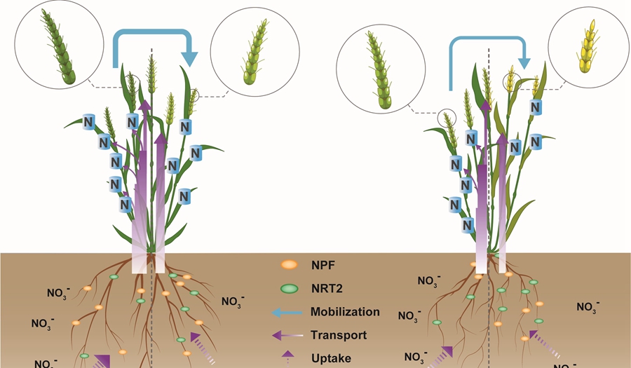 Researchers Uncover Molecular Basis of High Nitrogen Use Efficiency of Wheat Cultivar Kenong 9204