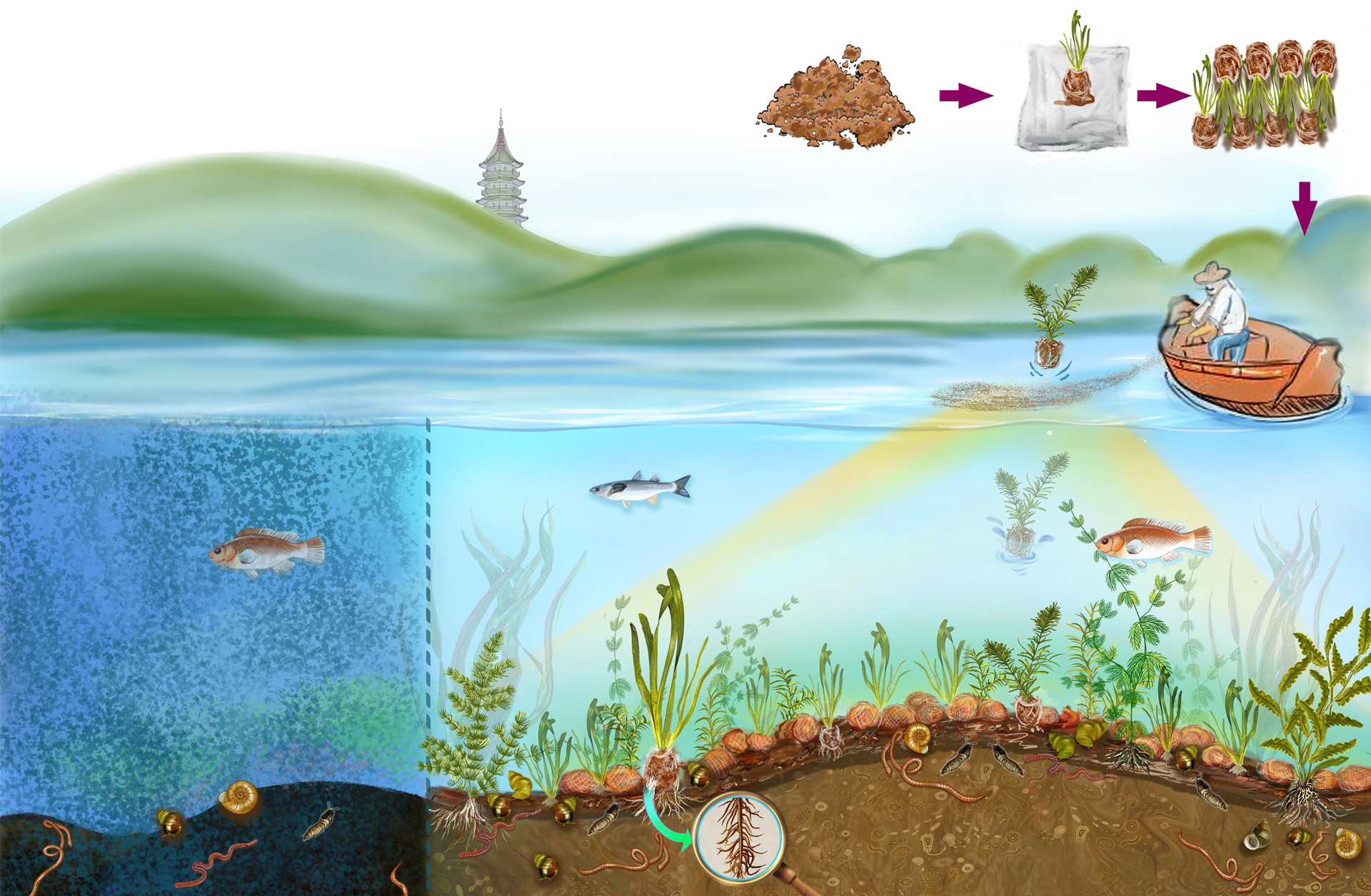 Sediment Improvement and Submerged Plant Restoration Project Improves Reconstruction of Urban Lake Ecosystem