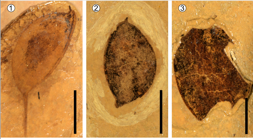Oldest Fossil Record of <em>Podocarpium</em> from Tibetan Plateau Reported