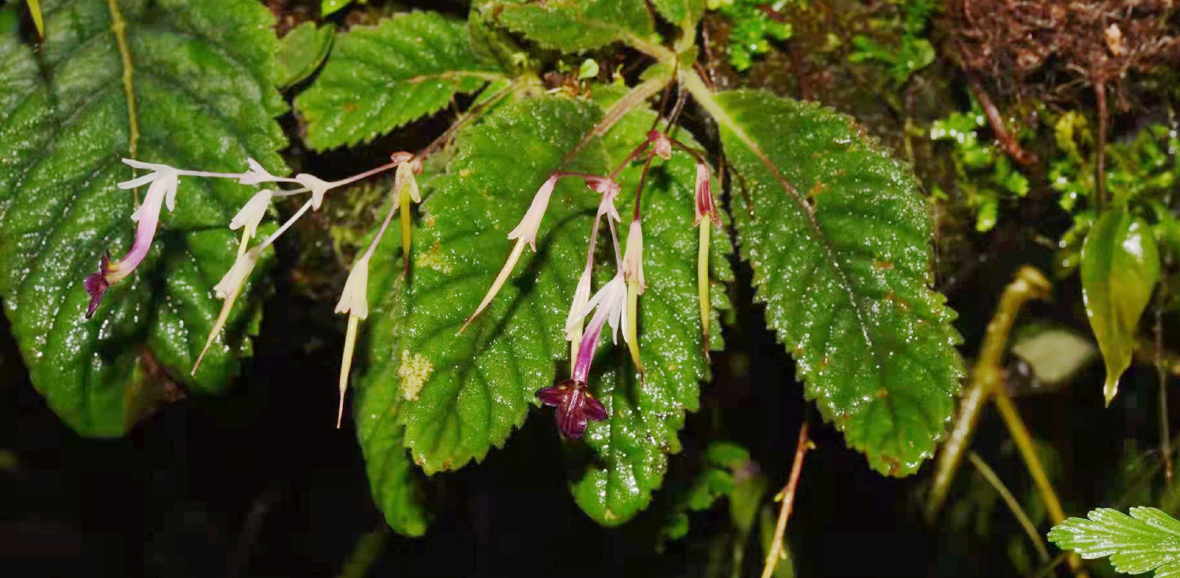 Study Updates Ethnobotany, Phytochemistry, and Pharmacology Study of Genus <i>Didymocarpus</i> Wall.