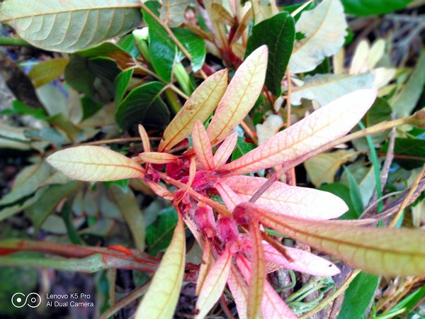 Two New <em>Engelhardia</em> Species of Big Tree Reported