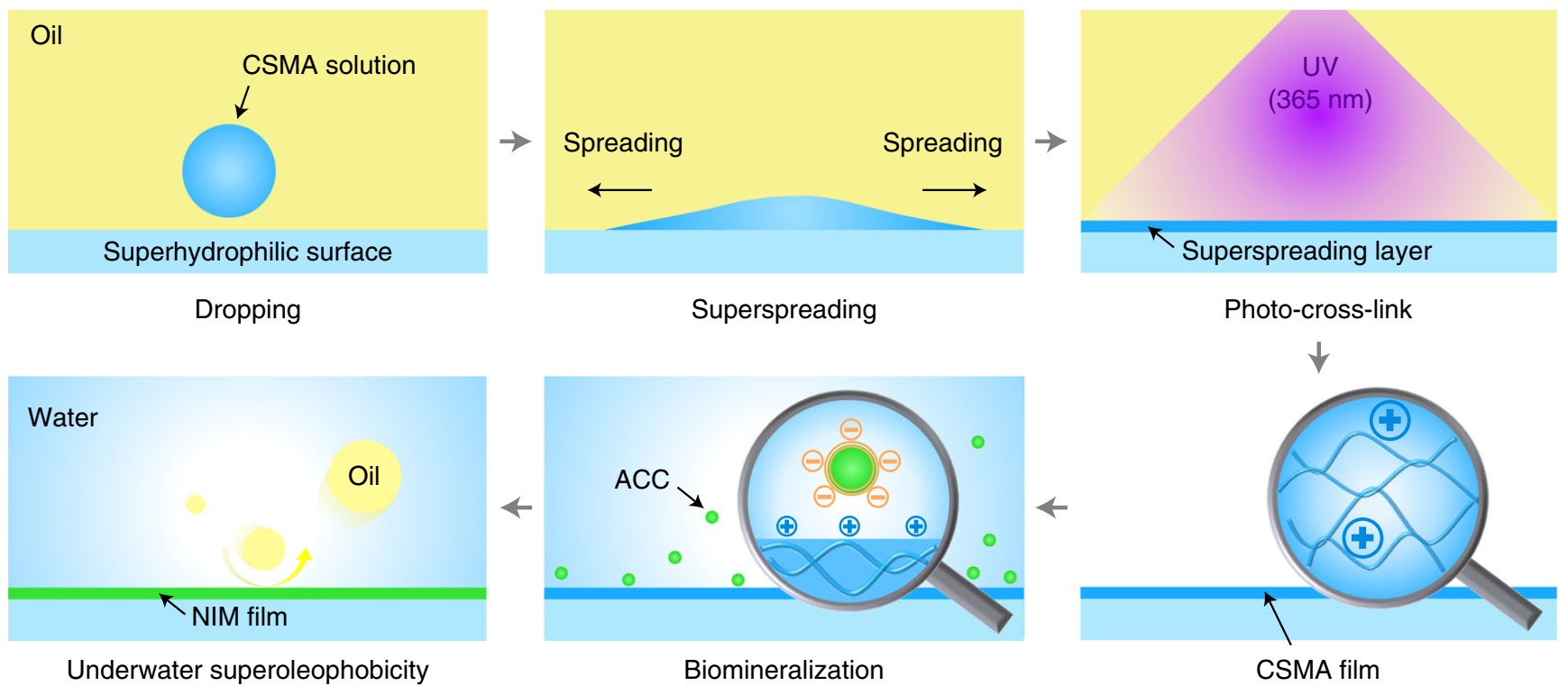 Researchers Prepare Nacre-inspired Underwater Superoleophobic Films