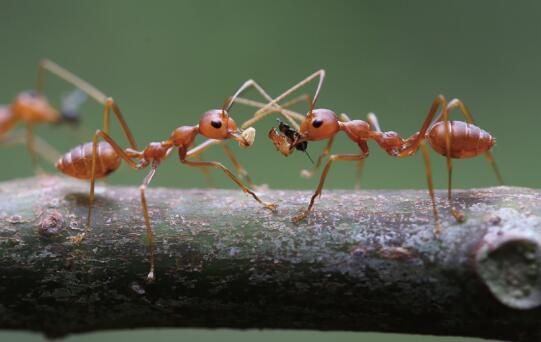 Bottom-up Process Plays Central Role in Determining Ant-tree Interaction Networks