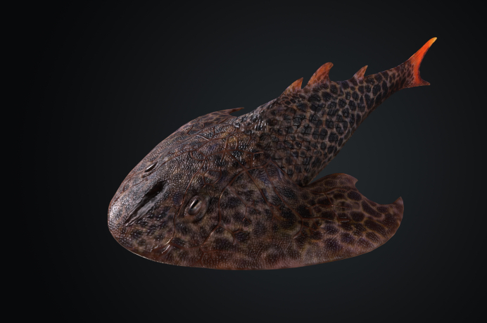 Fish Fossils Breathe New Life into Fin and Limb Evolutionary Hypothesis