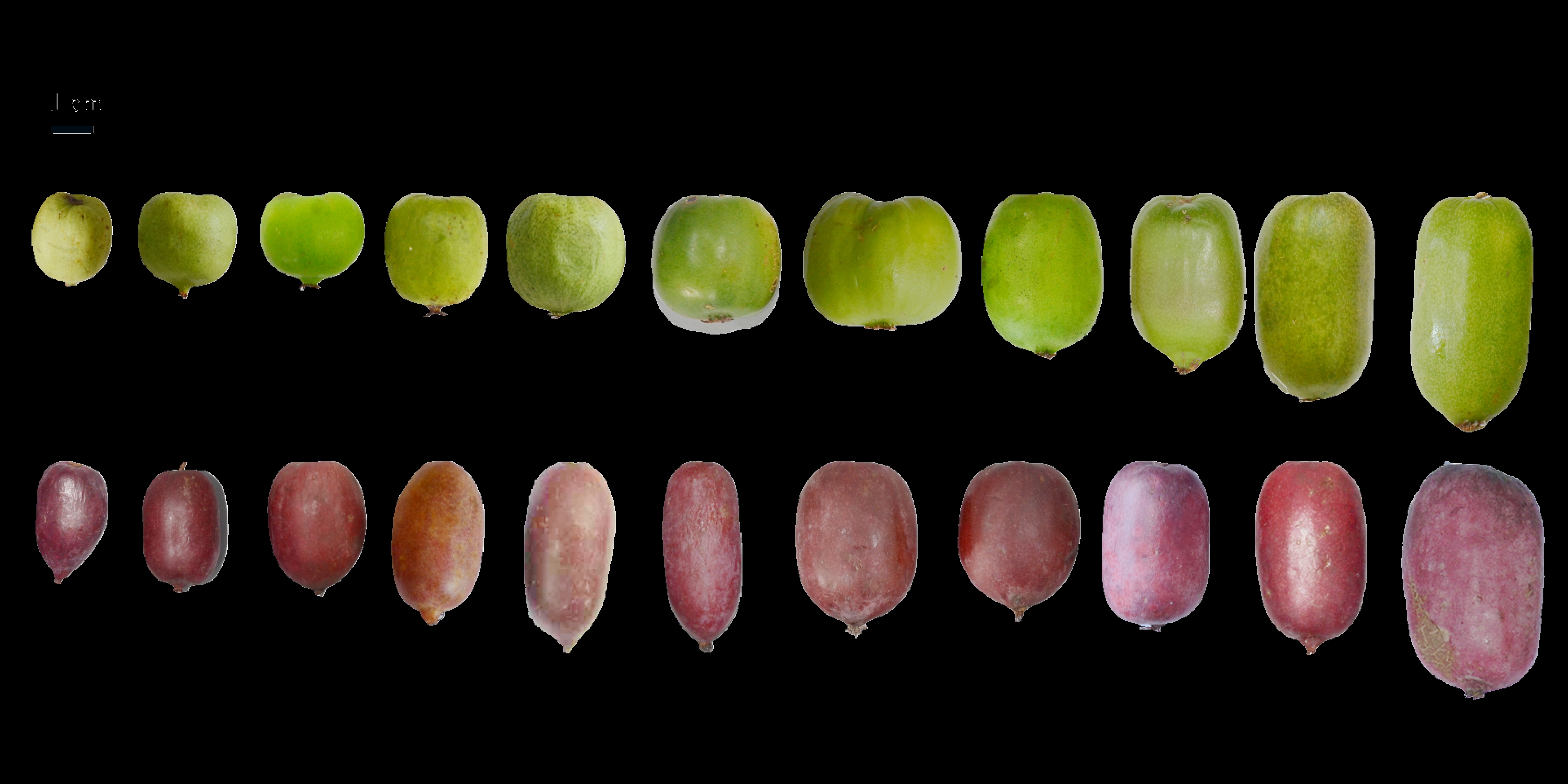 Molecular Markers Explore Natural Population Structure and Trait-related Loci of Kiwiberry