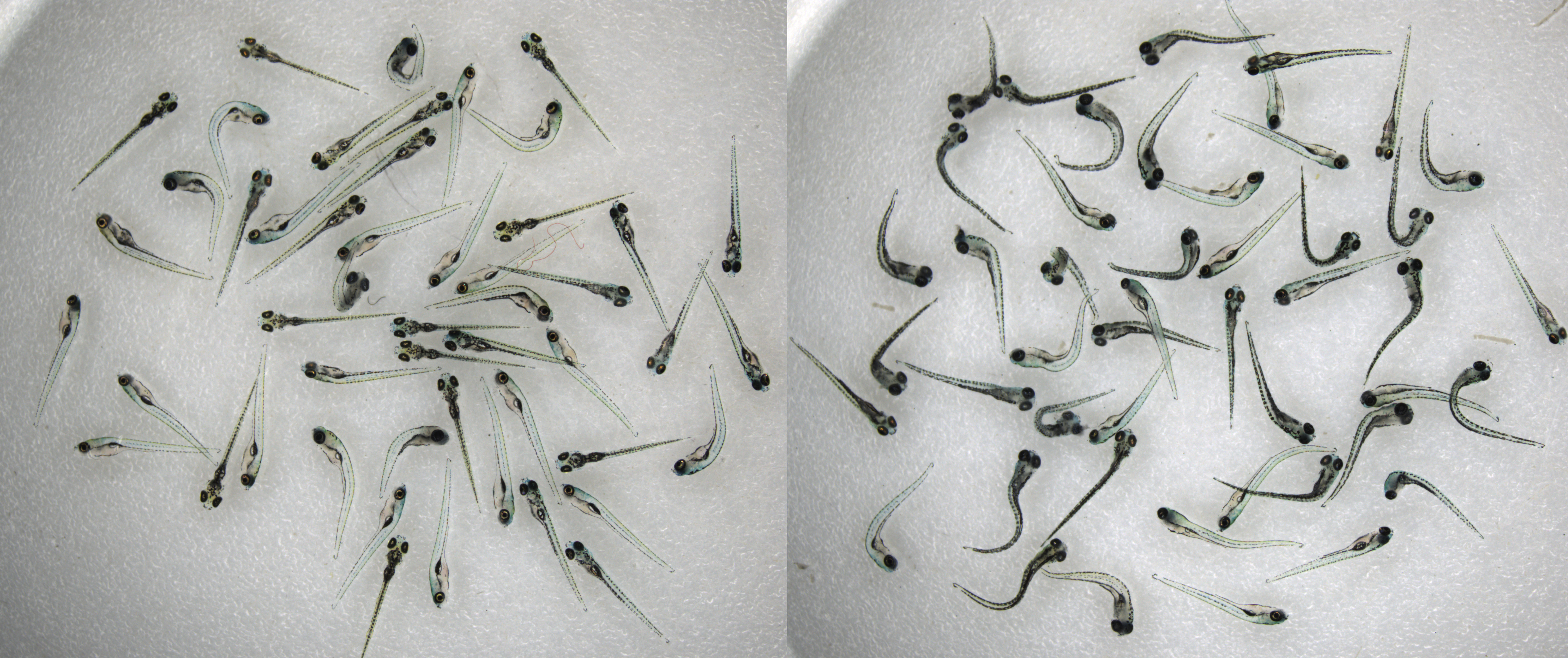 Zebrafish LGP2 Acts as Homeostatic Regulator of Innate Interferon Response During Viral Infection