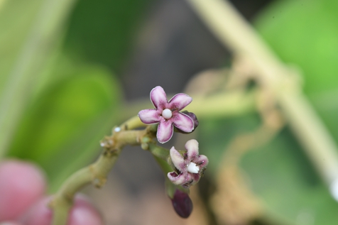 New Species of <EM>Marsdenia</EM> Discovered from Myanmar