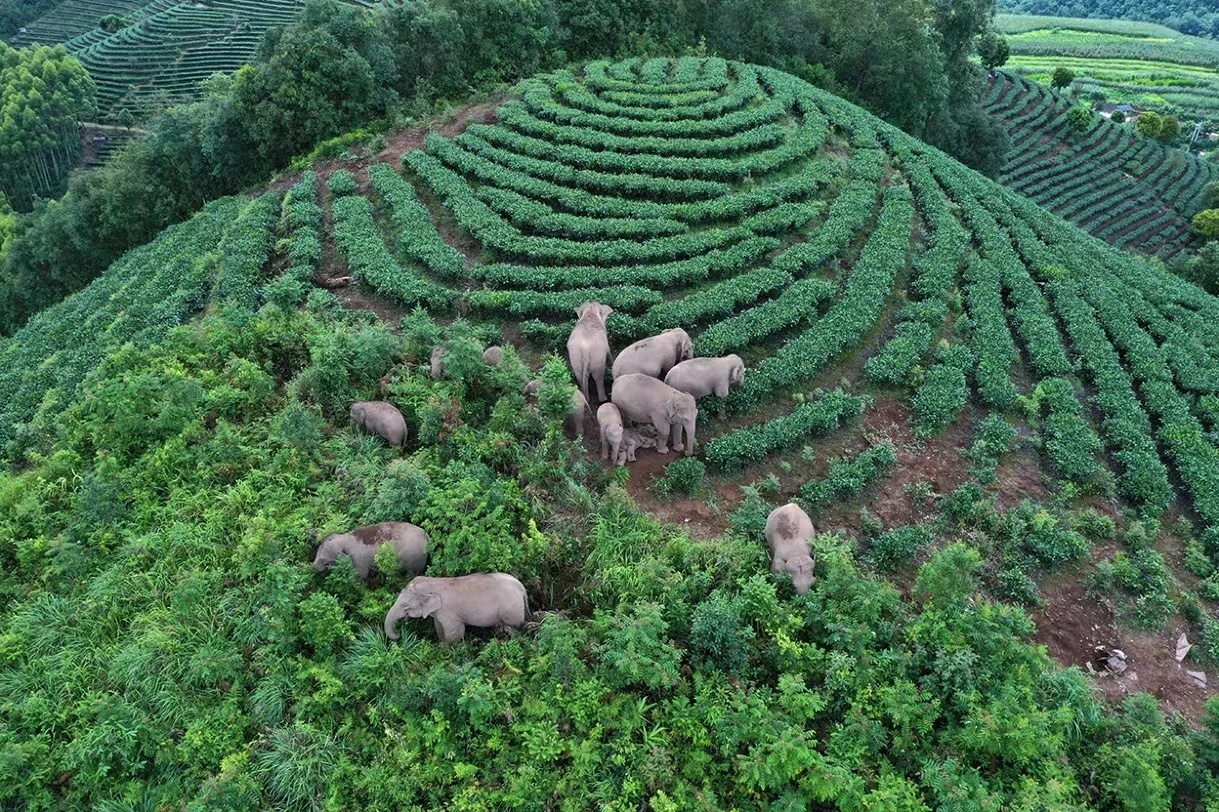 Elephants Are Likely to Prefer Habitats at Outer Edge of Protected Areas
