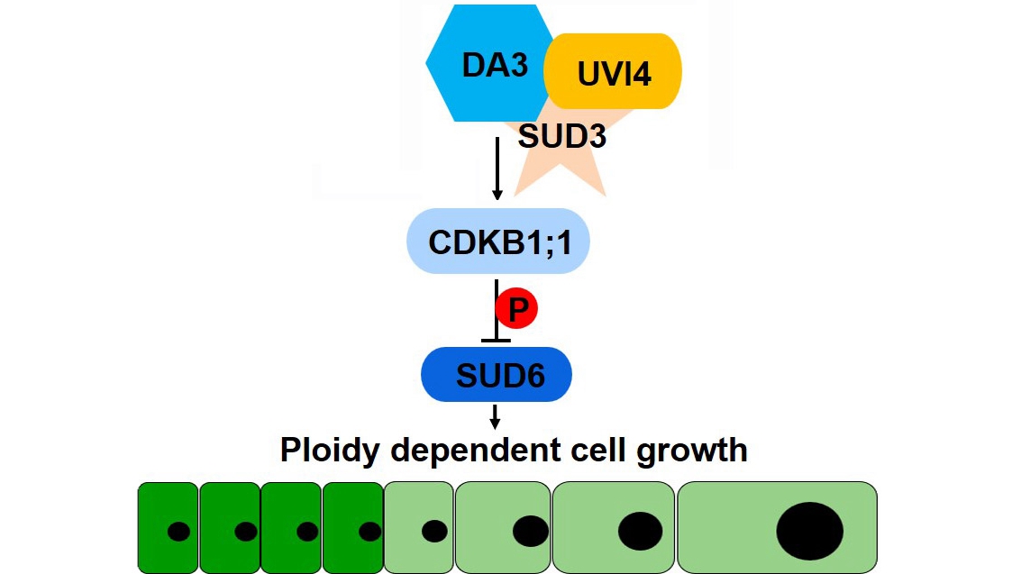 Researchers Reveal SNW/SKI-INTERACTING PROTEIN Influences Endoreduplication in Arabidopsis