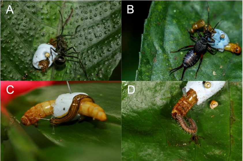 Plasticine Models May Underestimate Predation Bias