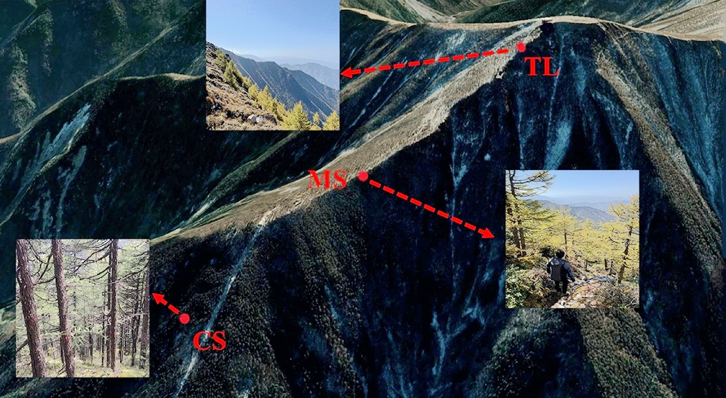 Study Probes into Physiological Mechanism of Treeline Formation from Carbon Allocation