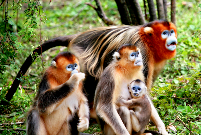 Protected Areas Buffer Climate Change for Biodiversity