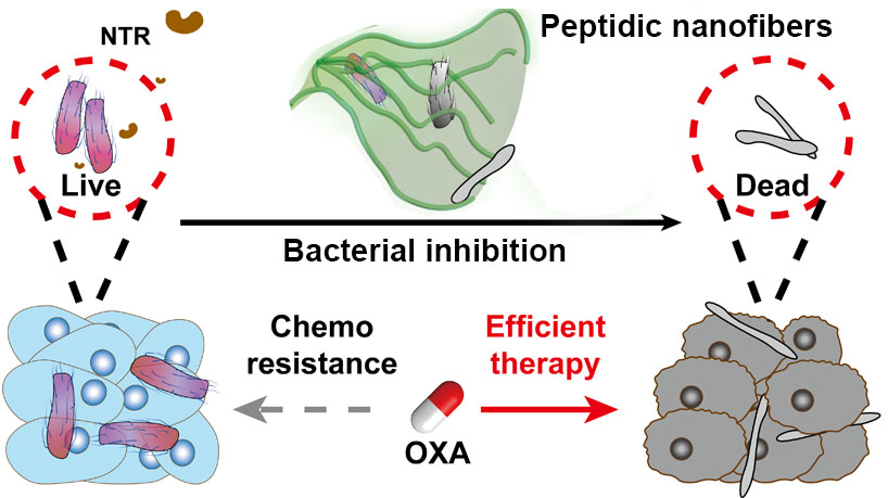 Peptidic Supramolecular Assemblies Enhance Chemotherapy for Colorectal Cancer
