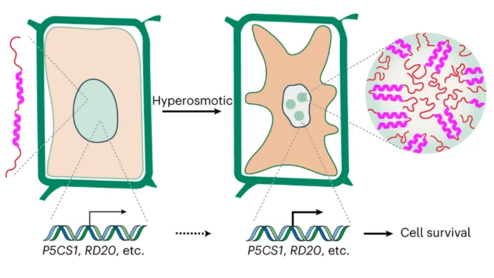 Condensation of Transcriptional Regulator SEUSS Mediates Osmotic Stress Perception and Response in <em>Arabidopsis</em>
