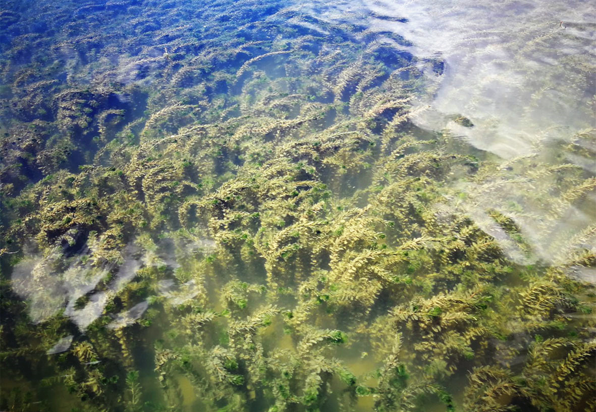 Submerged Macrophytes Biodiversity Buffers Impact of Eutrophication Stress on Ecosystem Functioning