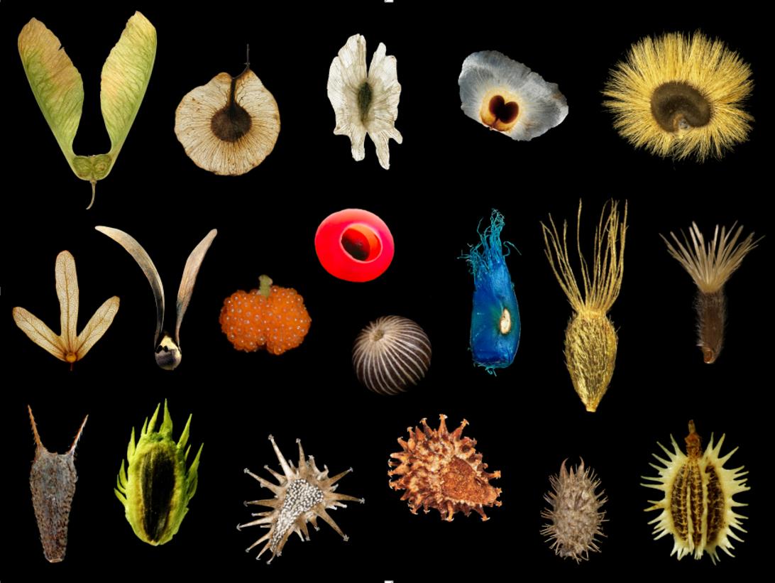 Scientists Propose Framework for Understanding Establishment of Plants after Long-distance Dispersal