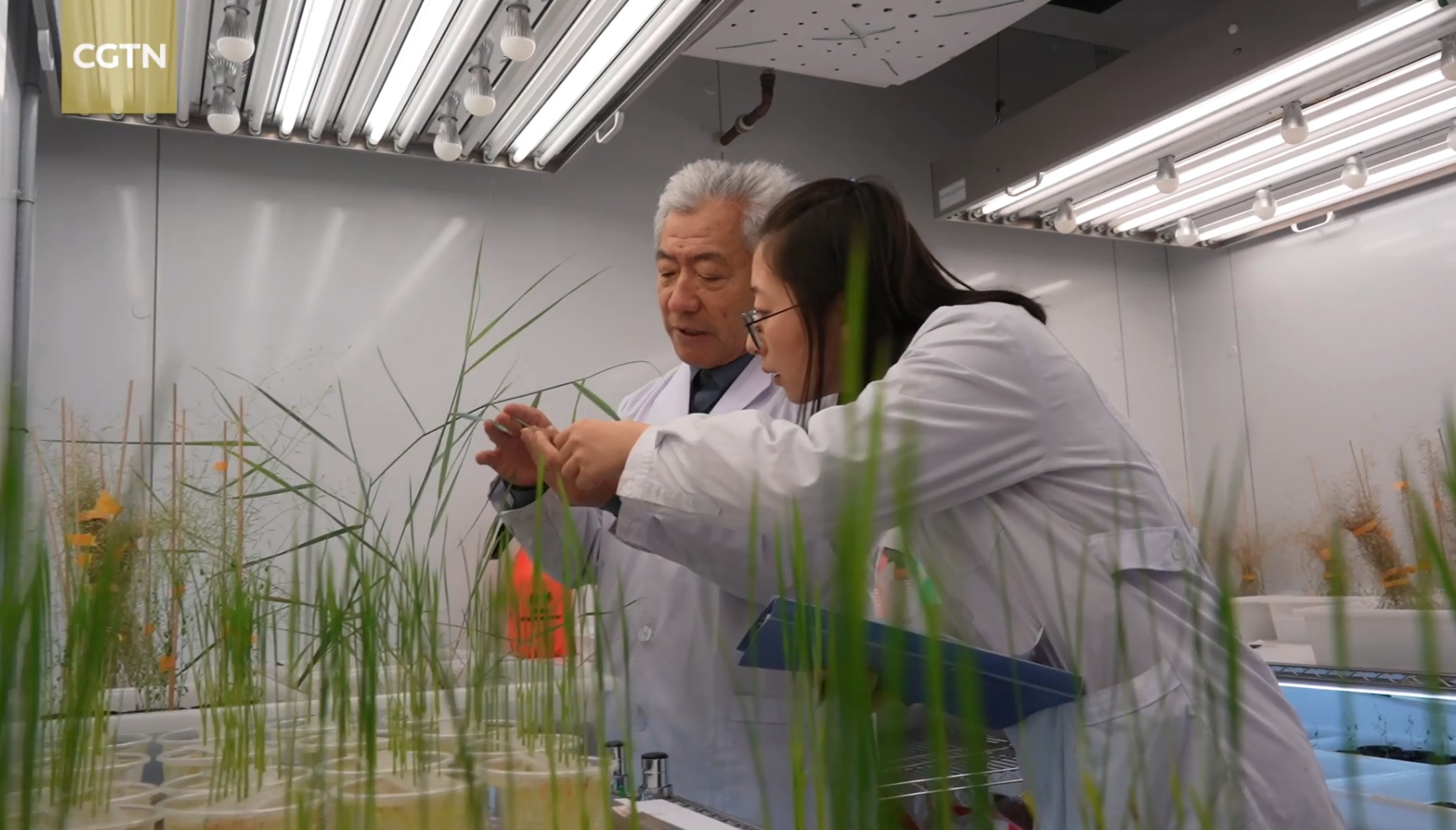 Chinese Scientists Turn Saline Soil into Fertile Ground