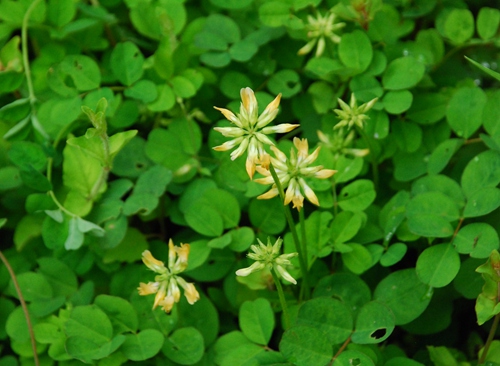 Chinese Scientists Find New Plant Species in Hubei