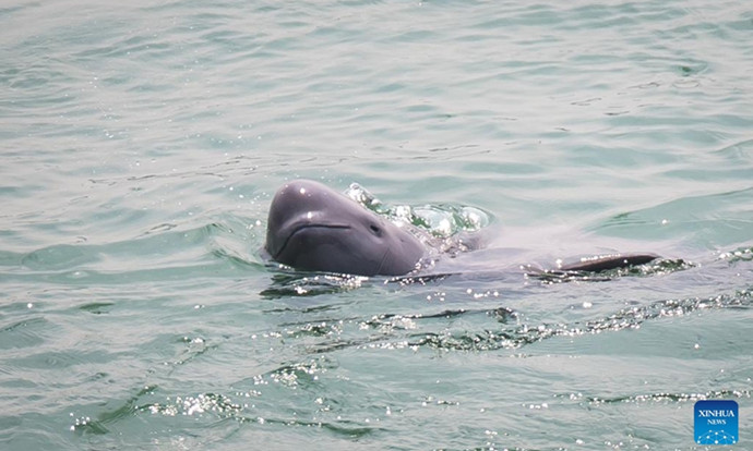 China's 1st Intelligent Monitoring Platform for Finless Porpoise Built