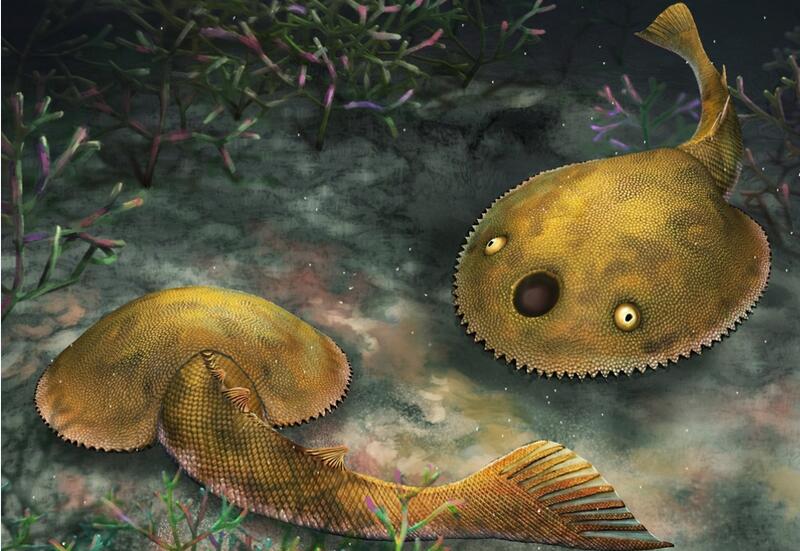 Fossilized Galeaspid Species with 