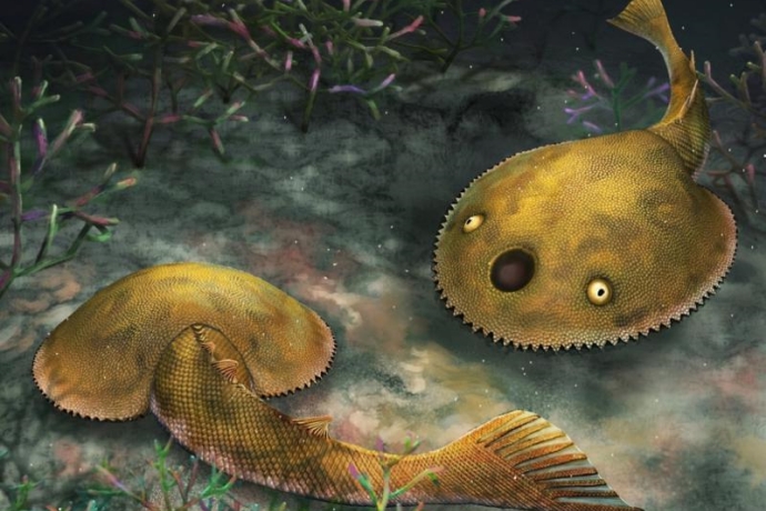 410-million-year-old Fossil of Galeaspids Reveals How Fast Early Fish Could Swim