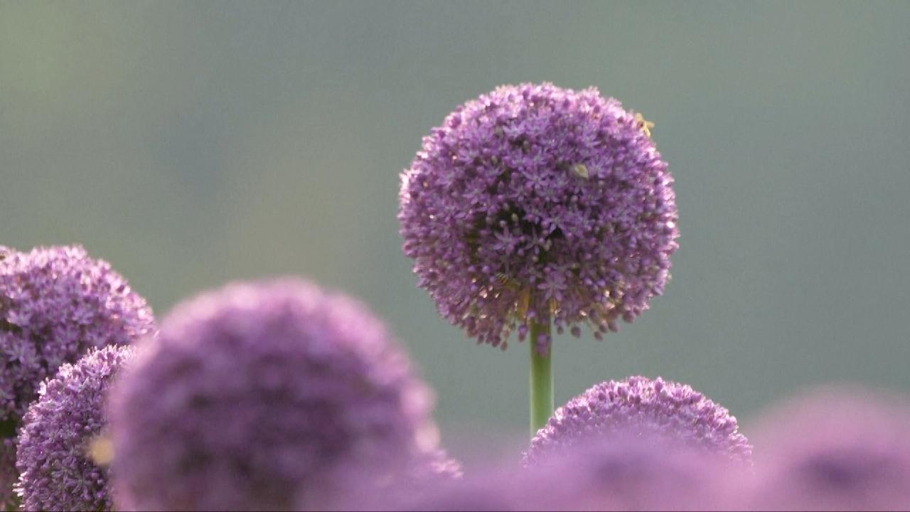 Ornamental Onions? Enjoy the Allium Garden in SW China