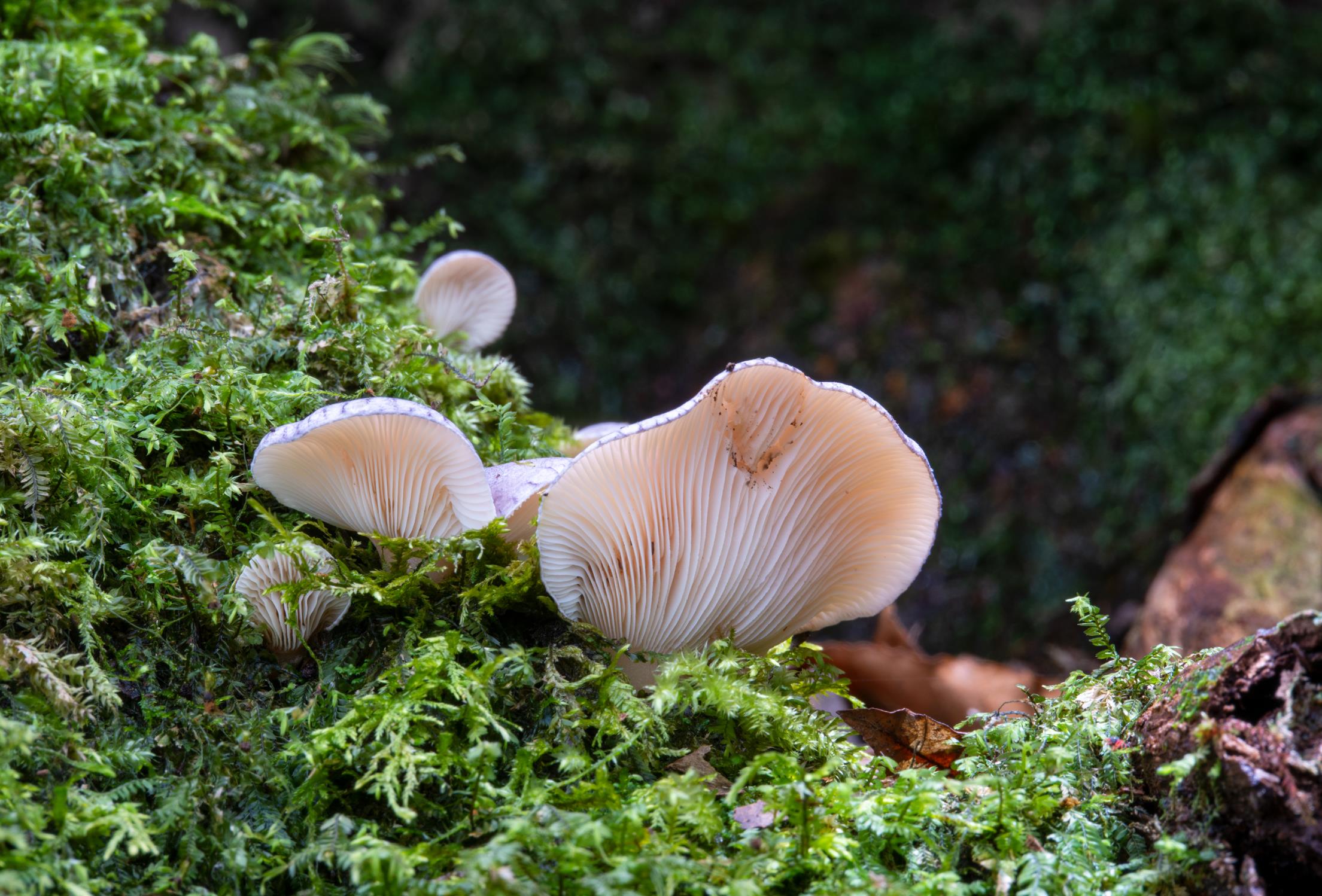 New Fungus Species Found in E China's National Park
