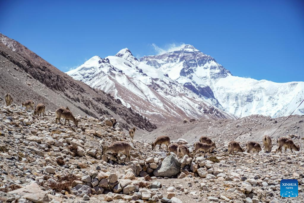 Mt. Qomolangma Region Witnesses Improving Ecological Environment