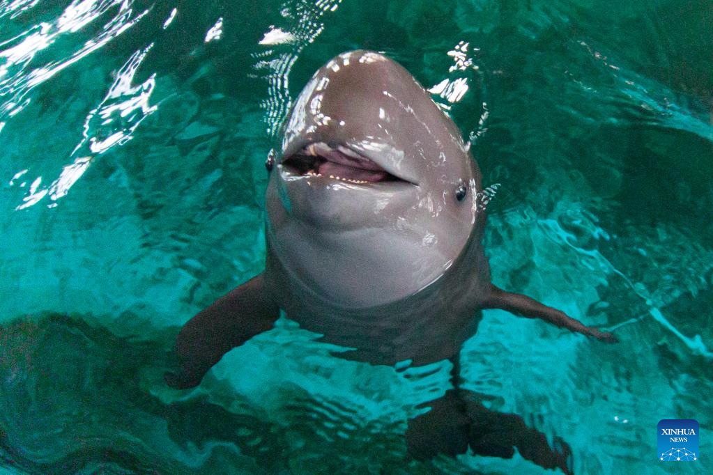 Artificially-bred Yangtze Finless Porpoise Turns One Year Old