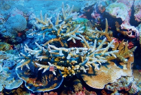 China Publishes Monograph on Corals in Zhongsha Islands