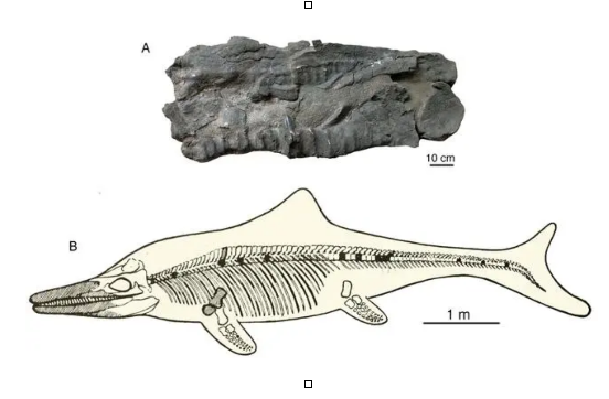 Rediscover the Himalayasaurus on Qinghai-Xizang Plateau