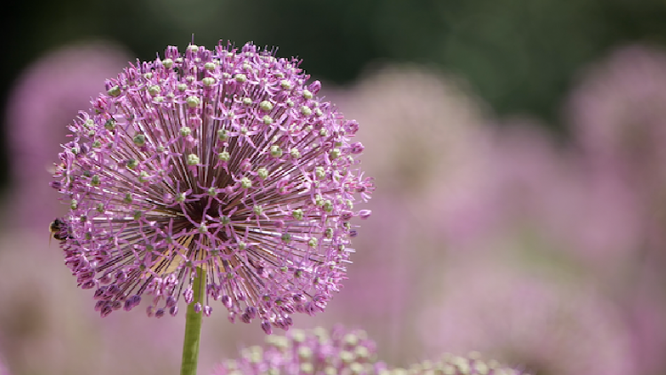 Allium Diversity Blooms Under China-Uzbekistan Cooperation