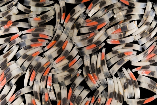 Mystery of the Tusk Shell's Origins Solved through Genomics