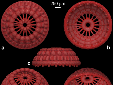 535-million-year-old Animal Microfossils with Rare Preserved Muscle Discovered in China