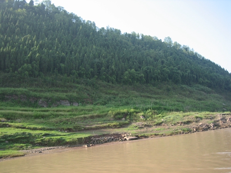 Vegetation Restoration and Hydrological Change Affect Key Processes of Carbon and Nitrogen Cycling in Novel Riparian Ecosystem