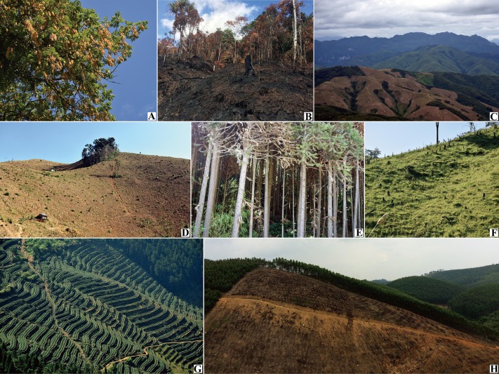 Afforestation Has Passive Effects on Historical Plant Records