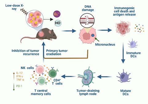Researchers Develop Novel Gold Nanocluster-based Tumor Radiodynamic Therapy