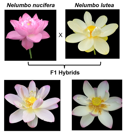 <EM>Cis-</EM>and <EM>Trans</EM>-regulatory Variants Affect Flower Color Differentiation between Lotus Species