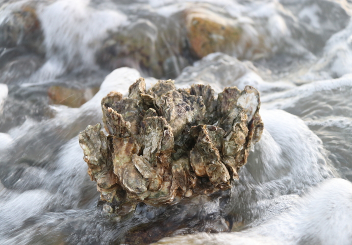 Study Reveals Novel Mechanism of Divergent Phenotypic Plasticity for Temperature Adaptation in Oysters