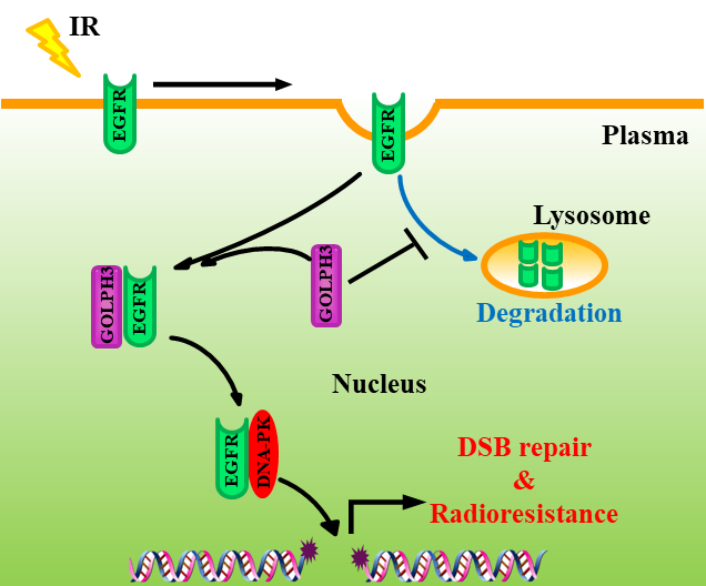 New Mechanism of Radioresistance Formation Proved in Lung Adenocarcinoma