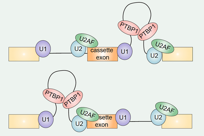 Researchers Develop Method for Deciphering Positional Rules in Splicing
