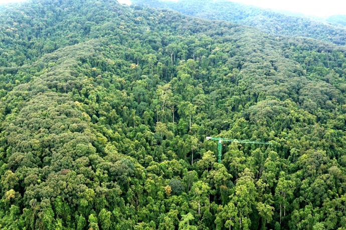 Study Provides Insights into Interspecific Variations of Herbivory in Tropical Forest