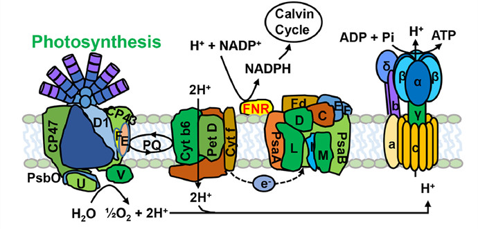 Study Identifies cKMT1 as New Lysine Methyltransferase That Methylates FNR and Regulates Energy Transfer in Cyanobacteria