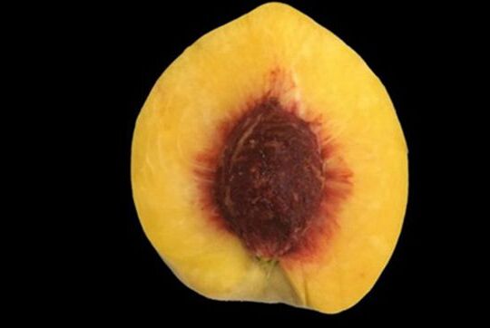 How Is Flesh Surrounding Stone Colored in Peach?